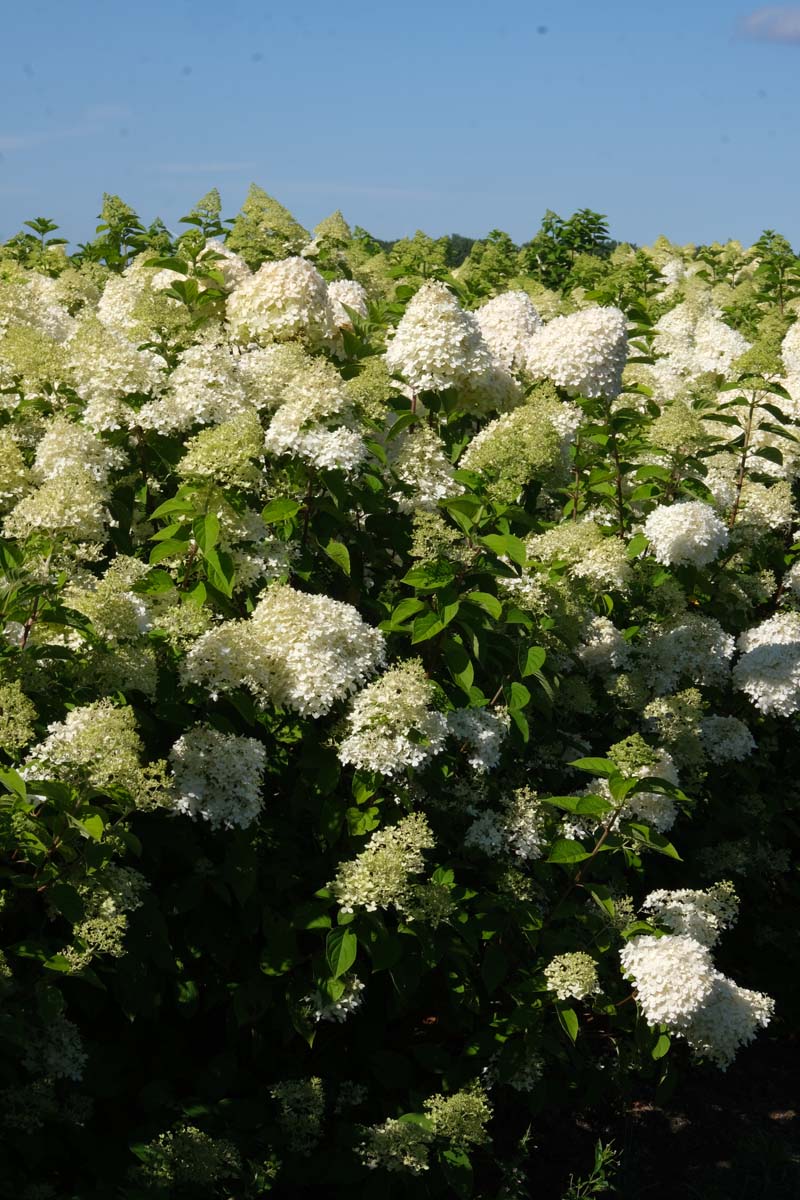 Hydrangea paniculata meerstammig / struik bloesem