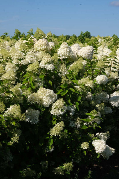 Hydrangea paniculata haagplant bloesem