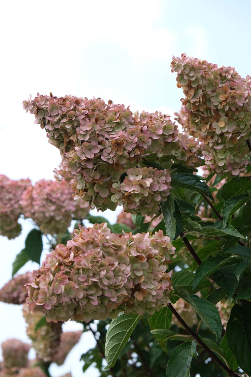 Hydrangea paniculata 'Rensun' haagplant bloem