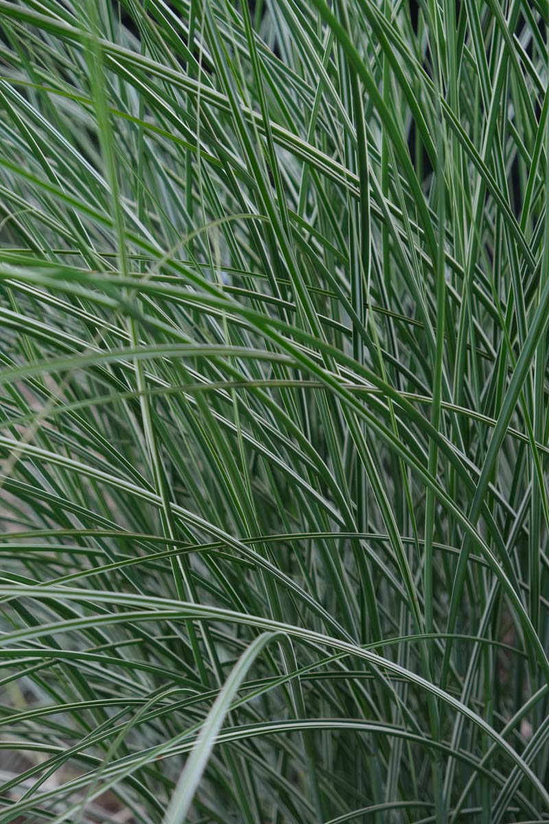 Miscanthus sinensis 'Morning Light' meerstammig / struik blad