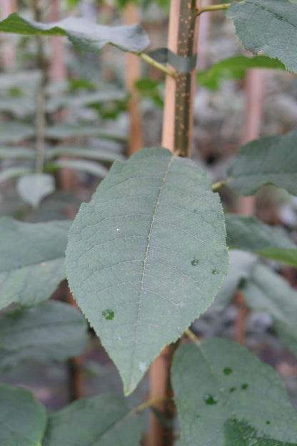 Prunus padus 'Watereri' op stam blad