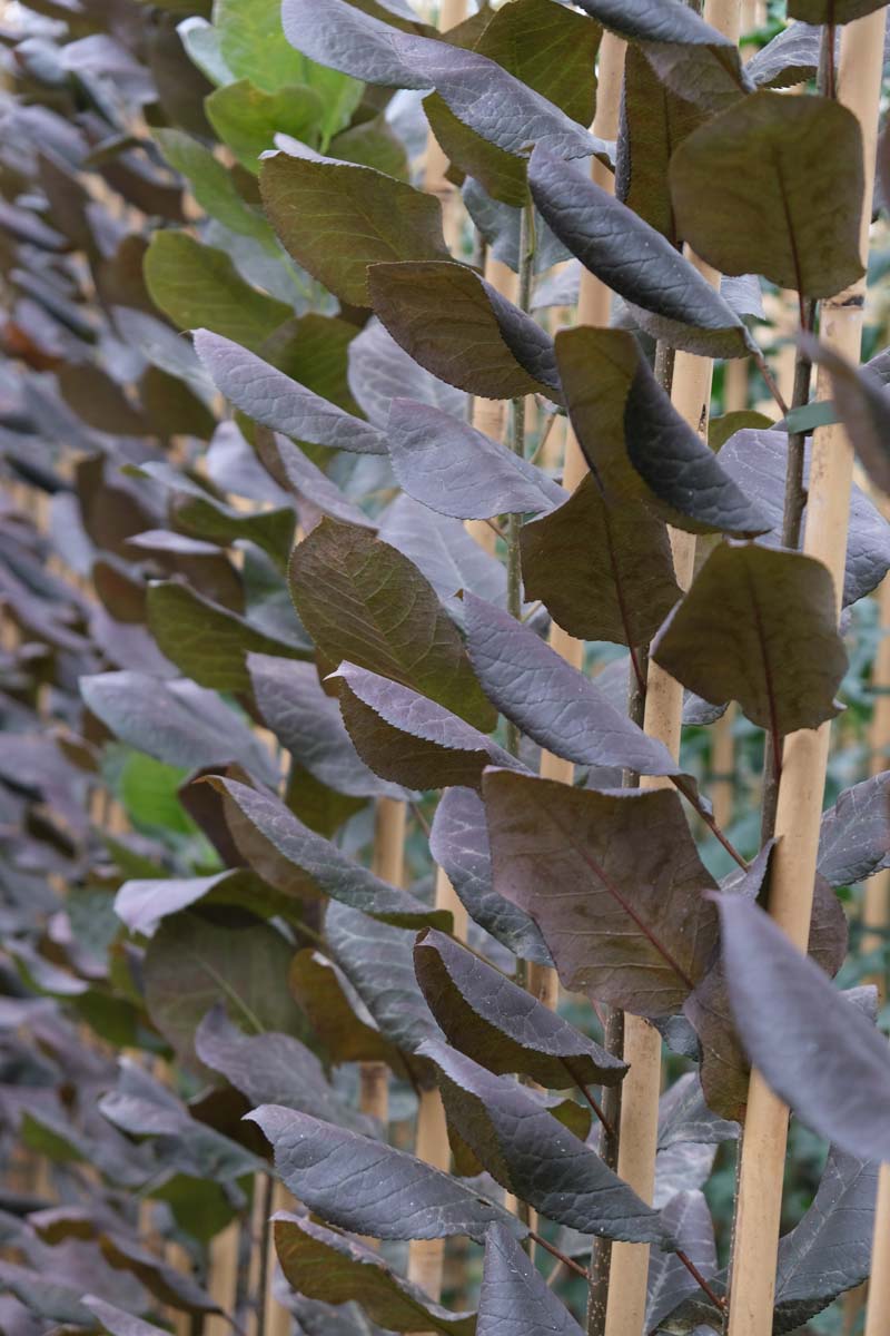 Prunus virginiana 'Shubert' Tuinplanten blad