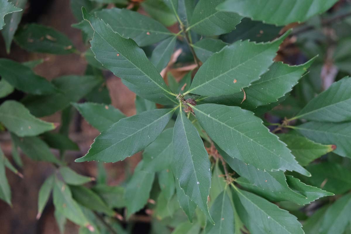 Quercus glauca Tuinplanten blad