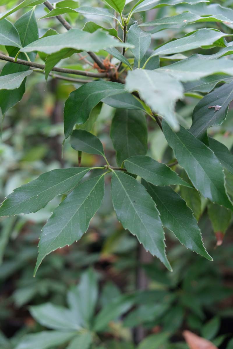 Quercus glauca op stam blad