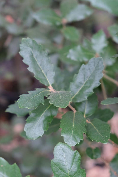 Quercus hispanica 'Ambrozyana' meerstammig blad