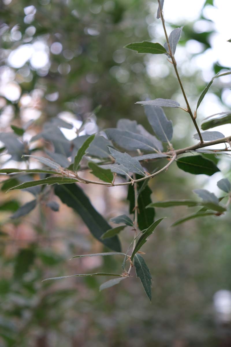 Quercus hispanica 'Waasland' Tuinplanten blad