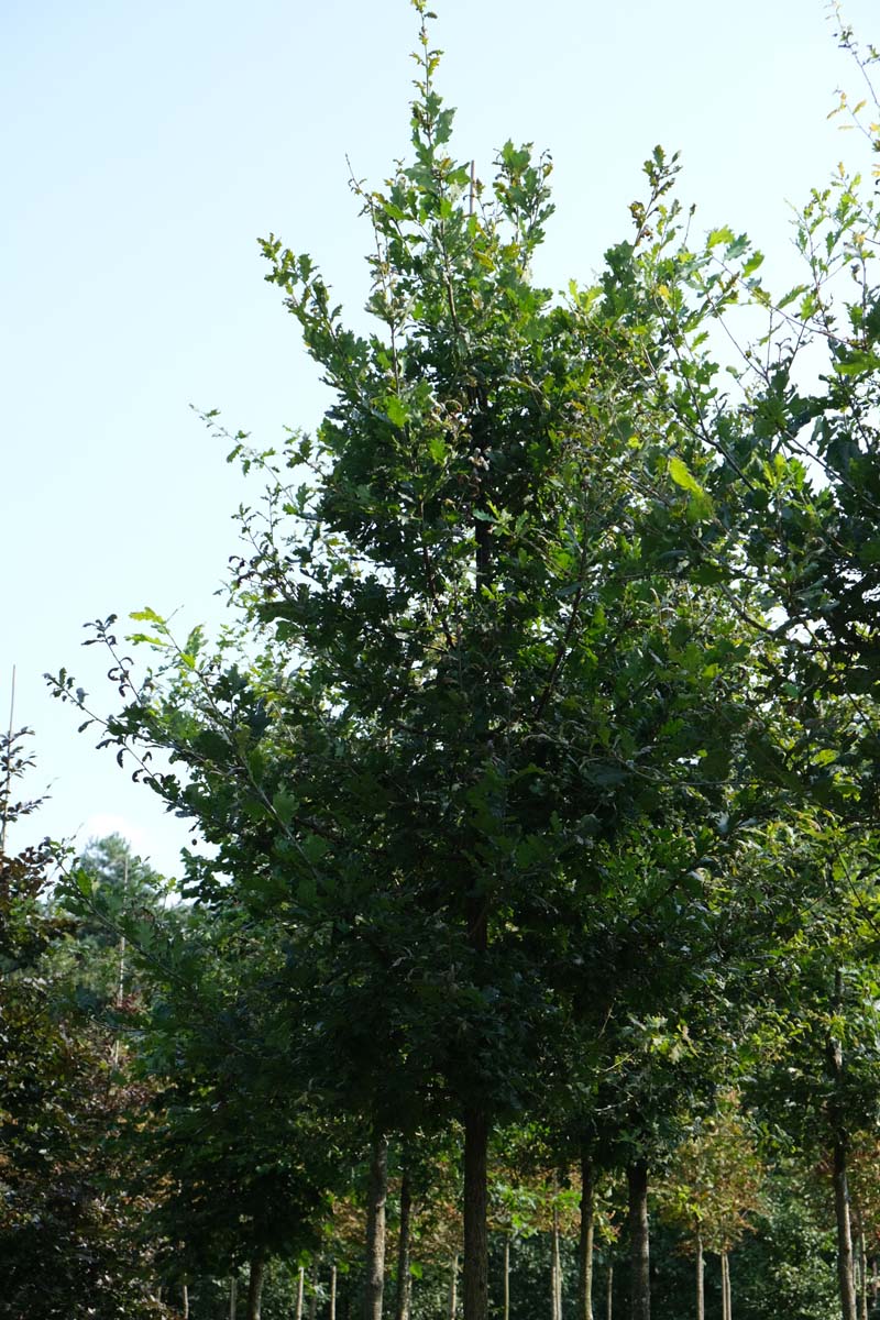 Quercus robur meerstammig / struik kroon