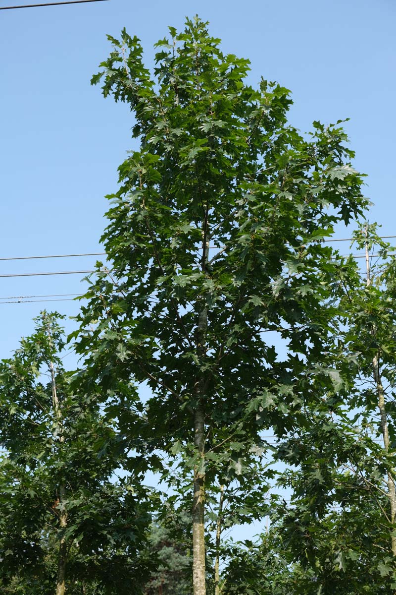 Quercus rubra Tuinplanten kroon