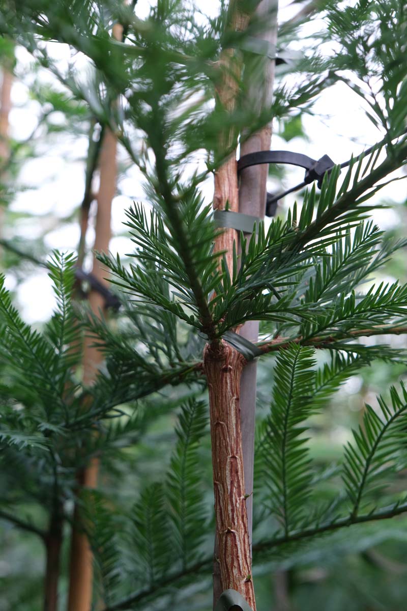 Sequoia sempervirens op stam stam