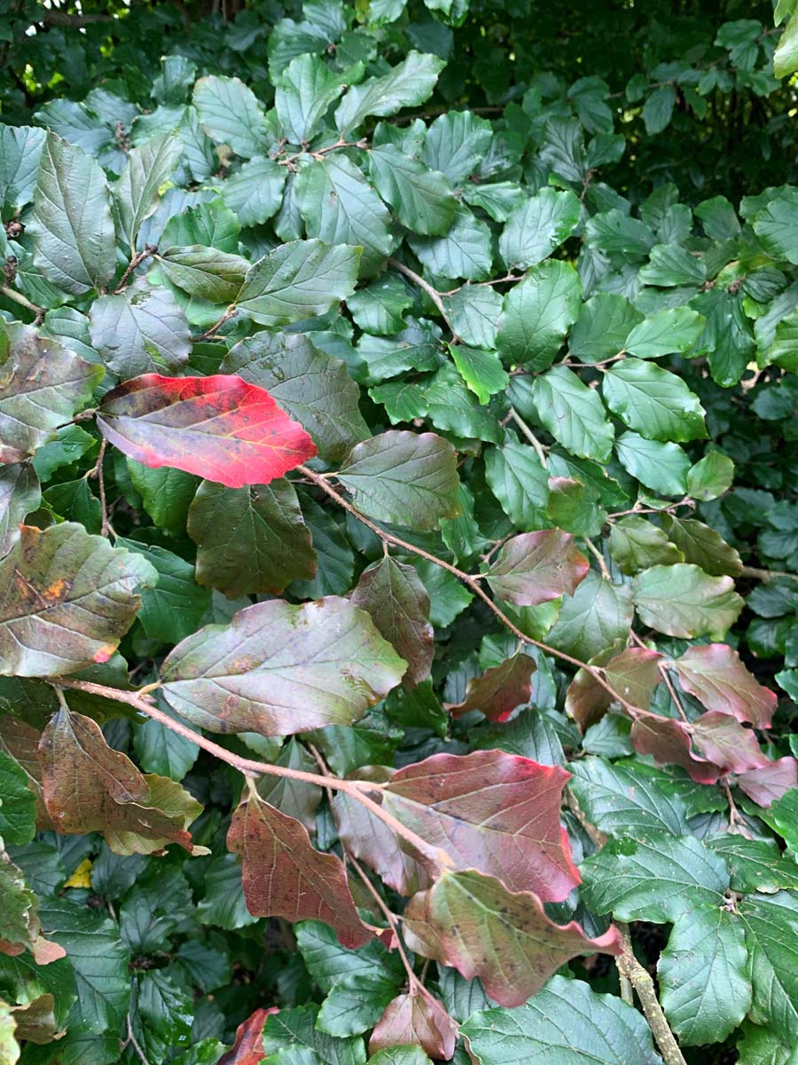 Sycoparrotia semidecidua leiboom blad