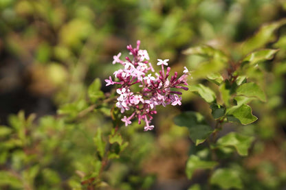 Syringa 'Red Pixie' meerstammig / struik bloem