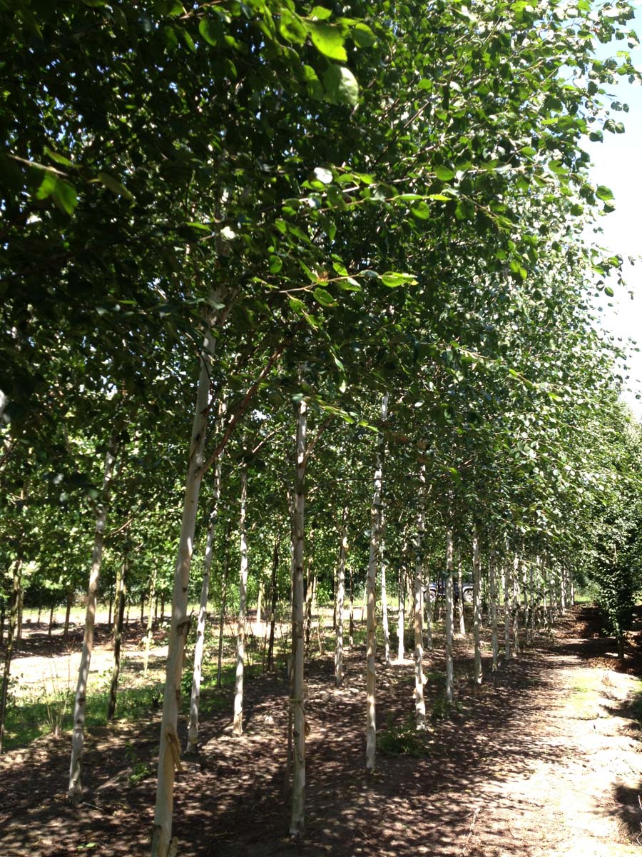 Betula utilis meerstammig