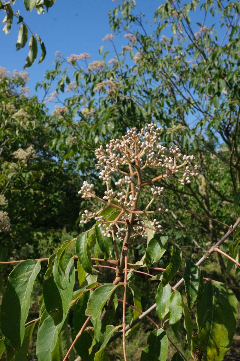 Tetradium daniellii meerstammig / struik bloemknop