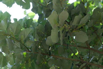 Tilia tomentosa 'Brabant' leiboom blad