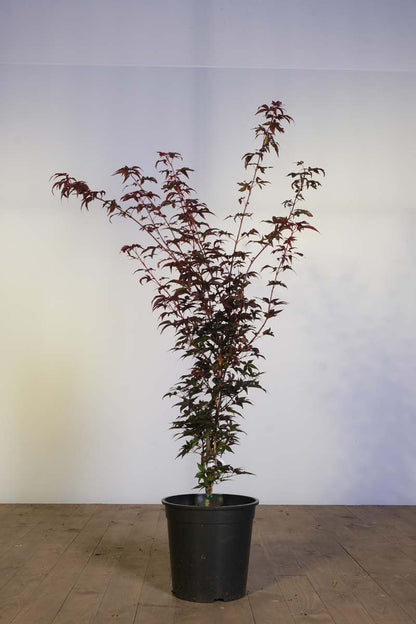 Acer palmatum 'Twombly's Red Sentinel' meerstammig meerstammig