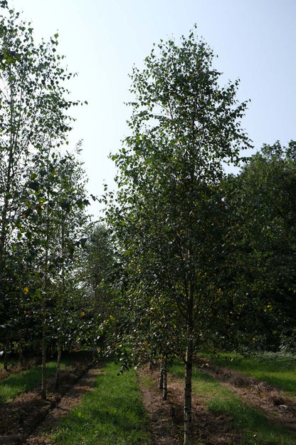 Betula pendula op stam op stam