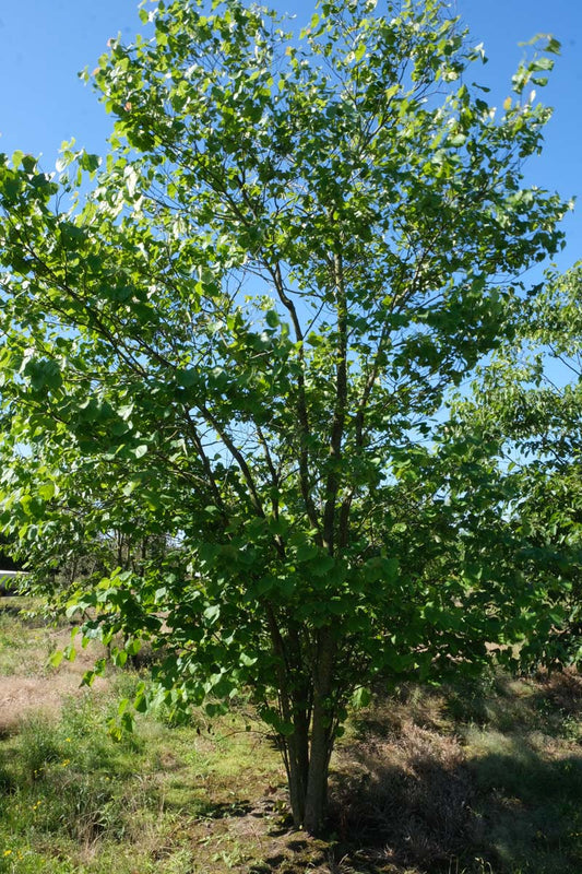 Cercis canadensis meerstammig / struik meerstammig