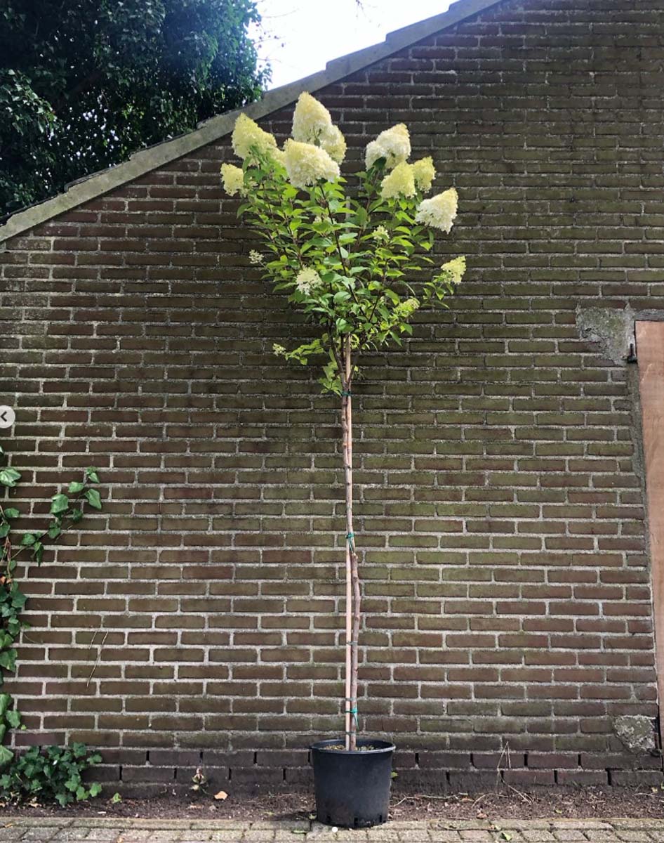 Hydrangea paniculata 'Limelight' op stam op stam