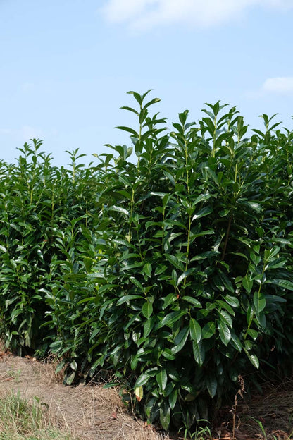 Prunus laurocerasus 'Novita' meerstammig / struik struik