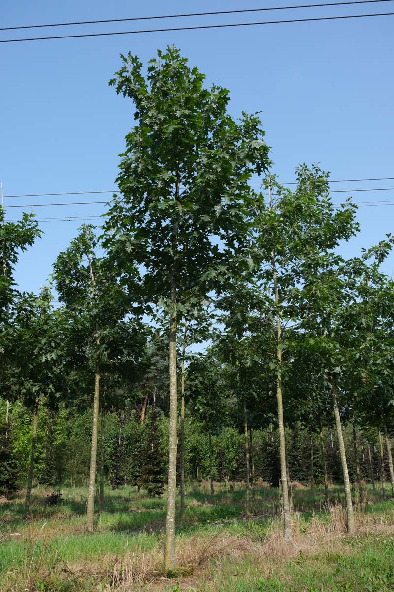 Quercus rubra op stam op stam