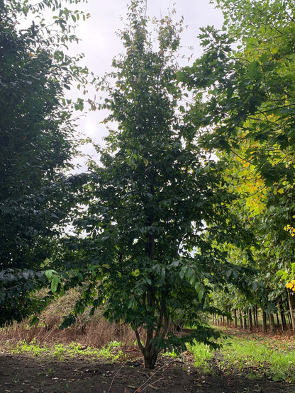 Sycoparrotia semidecidua meerstammig / struik meerstammig