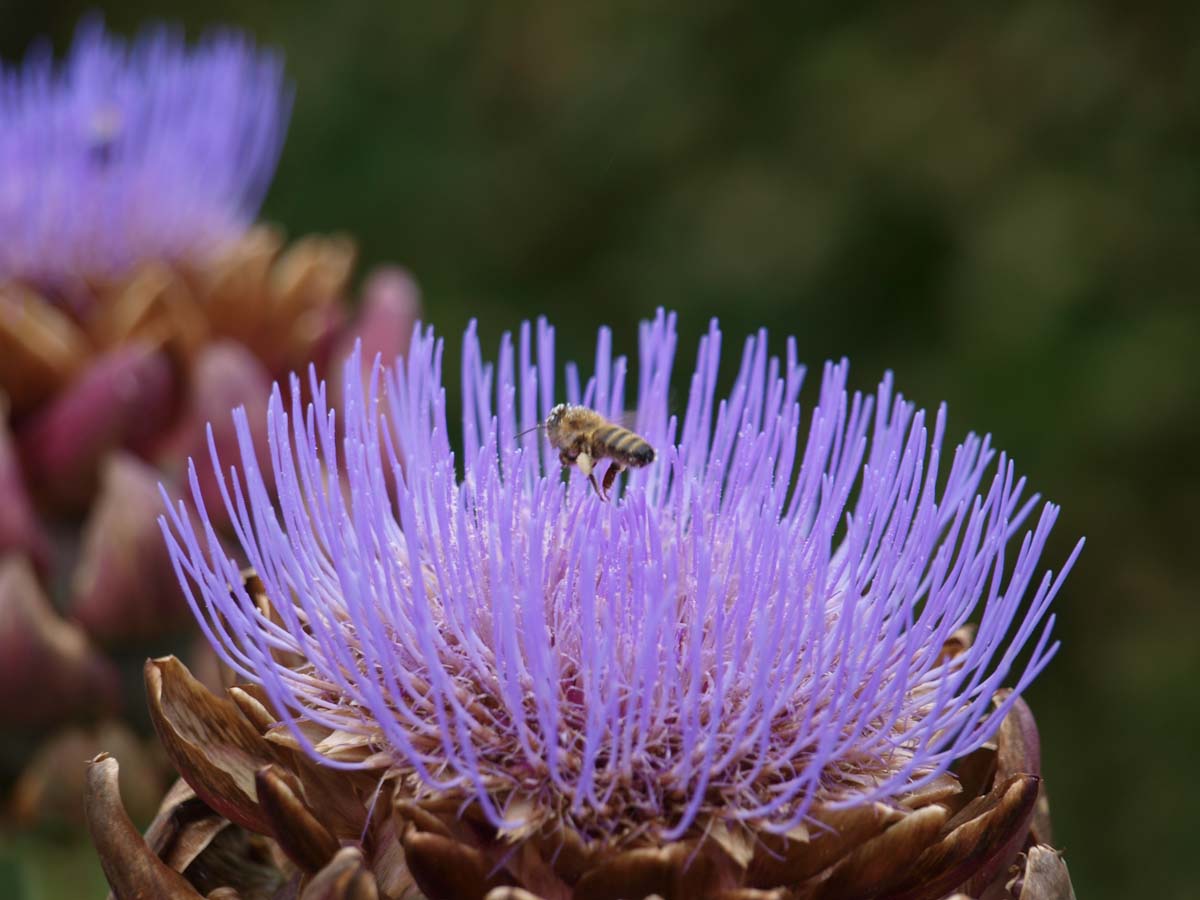 Cynara scolymus bloem