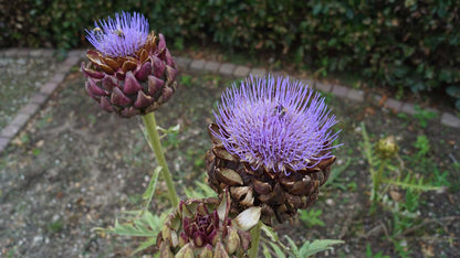 Cynara scolymus bloem