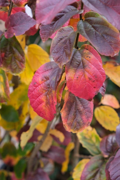 Parrotia persica 'JLPN01' op stam herfstkleur