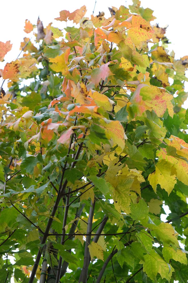 Acer rubrum 'Bowhall' op stam herfstkleur