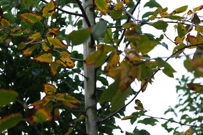 Amelanchier laevis 'Snowflakes' Tuinplanten herfstkleur