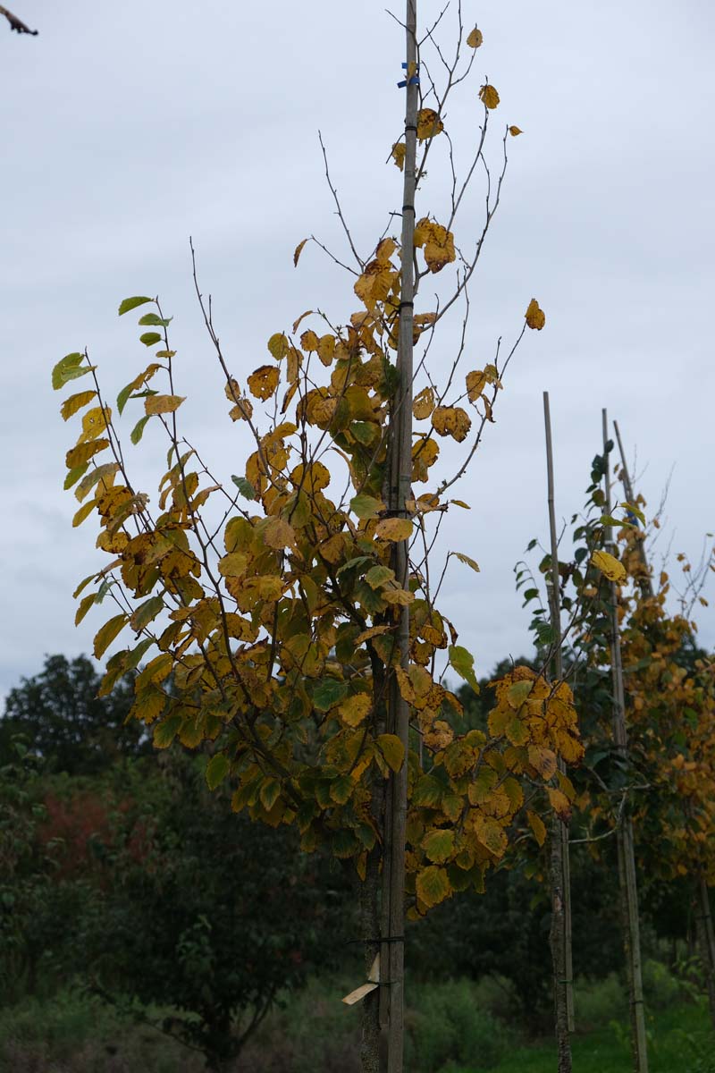 Hamamelis virginiana solitair herfstkleur