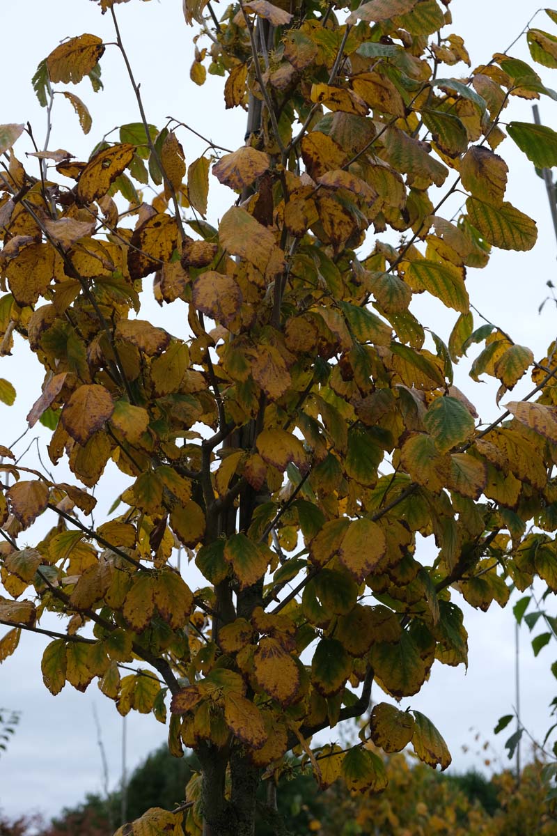 Hamamelis virginiana solitair herfstkleur