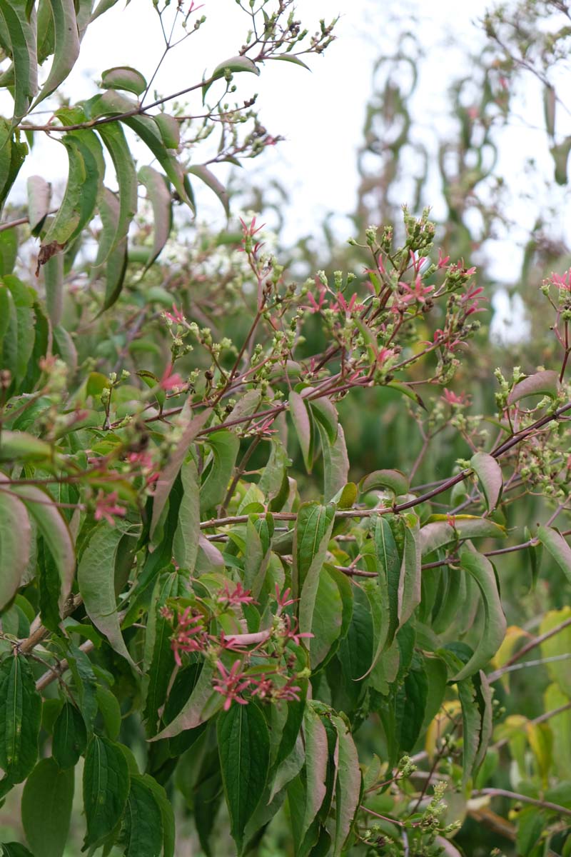 Heptacodium miconioides solitair blad