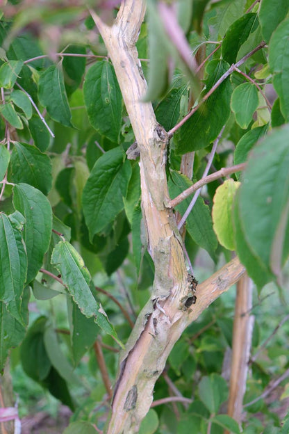 Heptacodium miconioides op stam bast