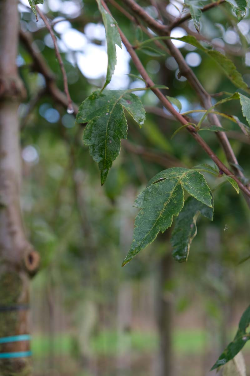 Malus toringoides op stam twijg