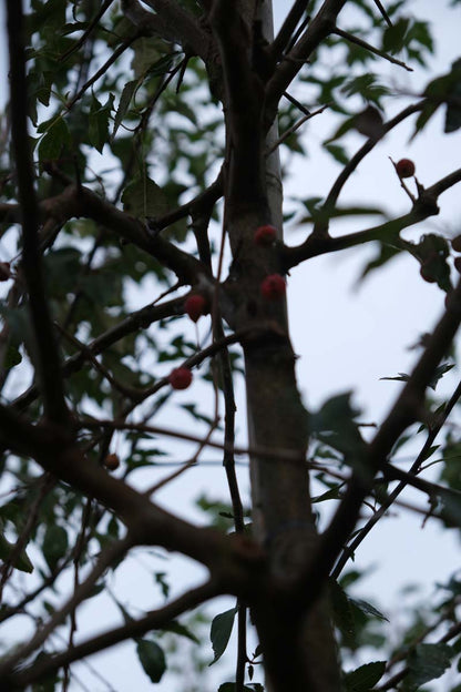 Malus toringoides op stam stam