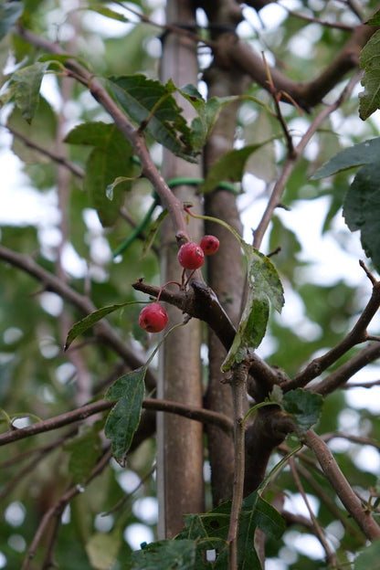 Malus toringoides op stam vrucht