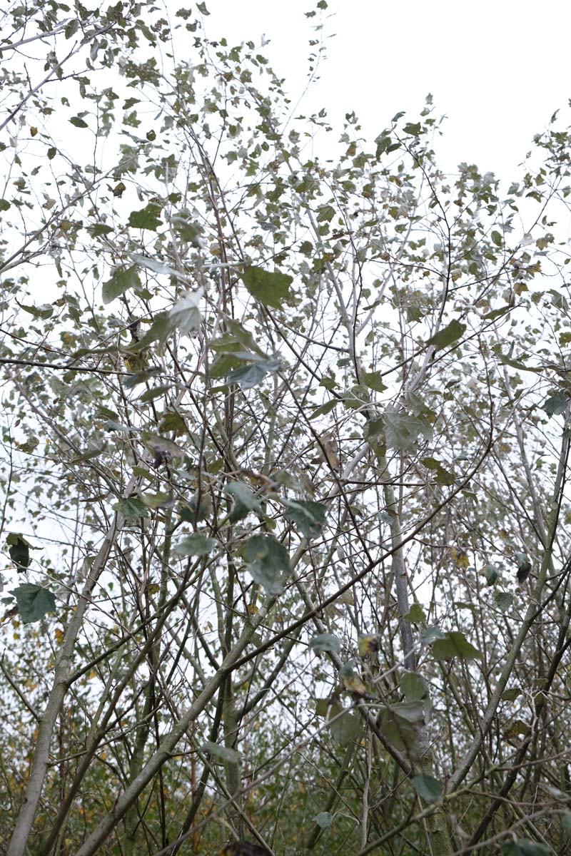 Populus alba 'Nivea' op stam blad