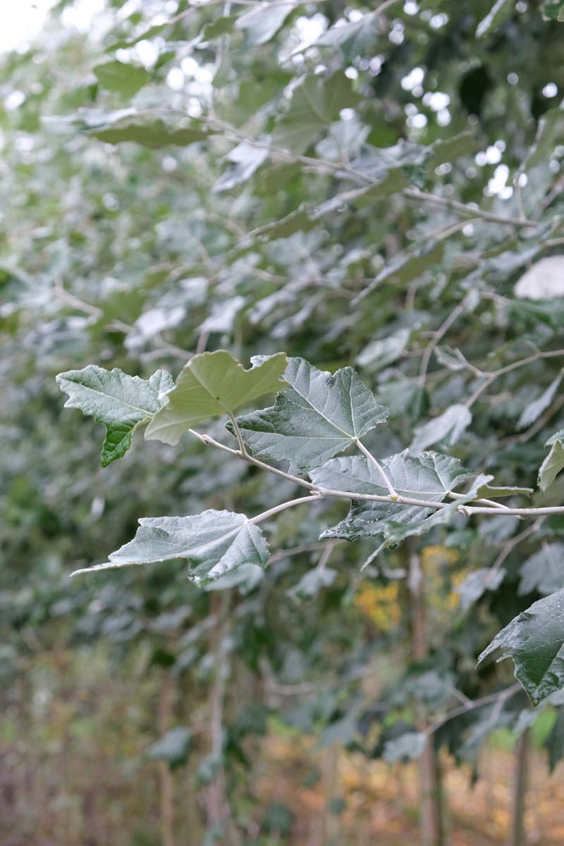 Populus canescens Tuinplanten blad