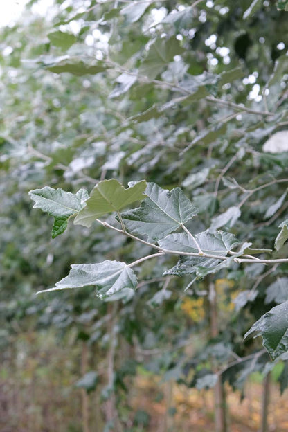 Populus canescens haagplant blad