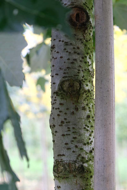 Populus canescens Tuinplanten bas