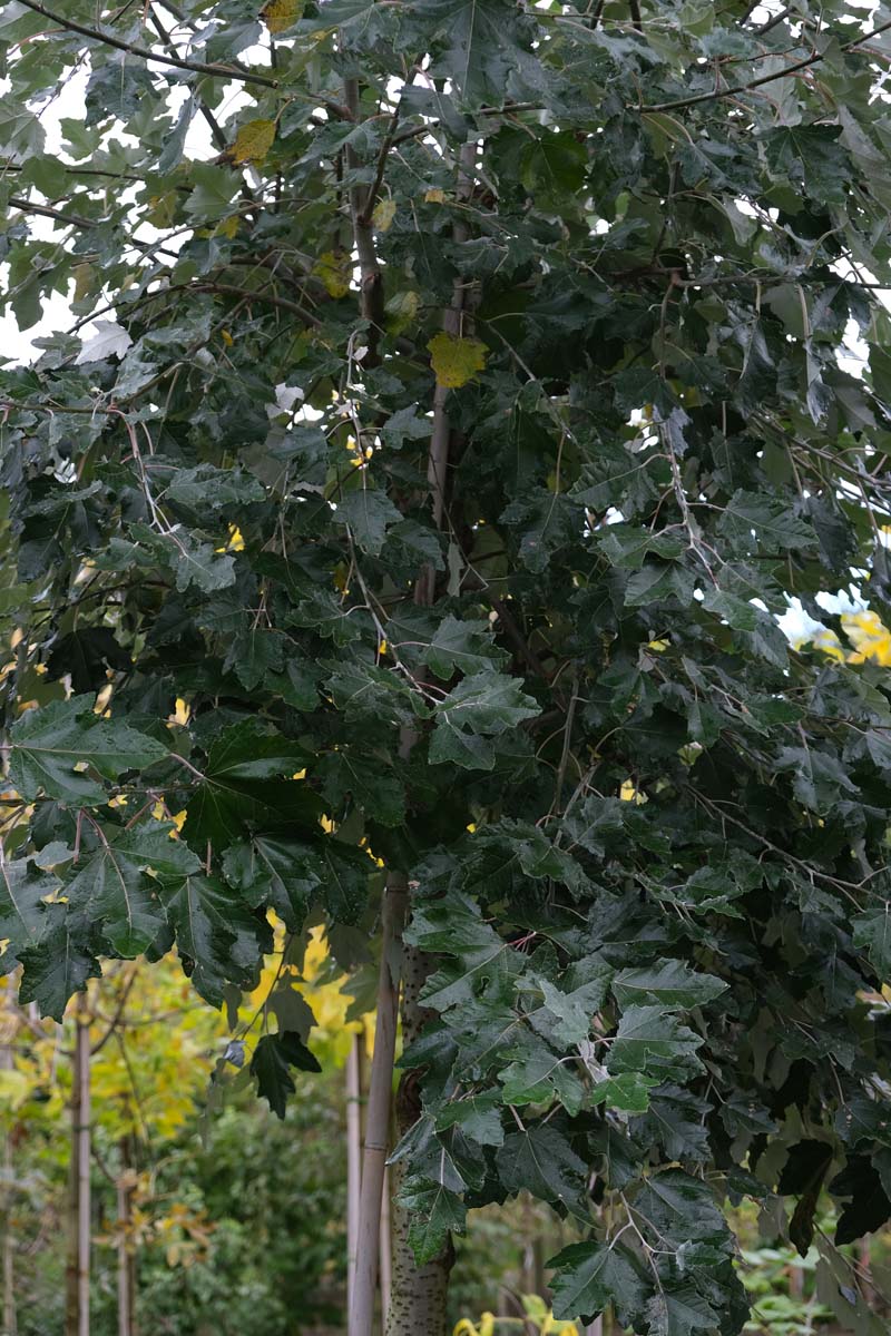 Populus canescens haagplant kroon