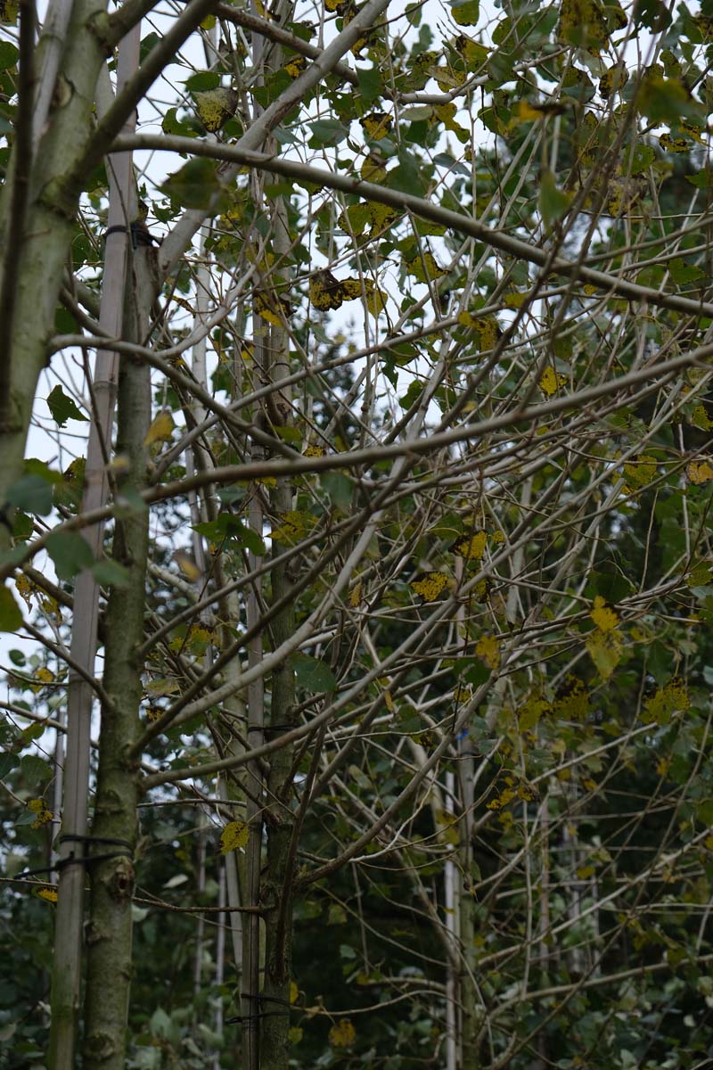 Populus nigra op stam twijg