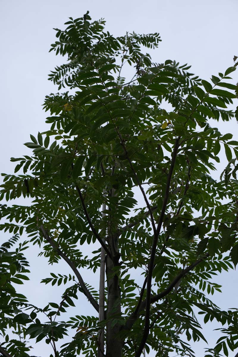 Pterocarya rhoifolia op stam kroon