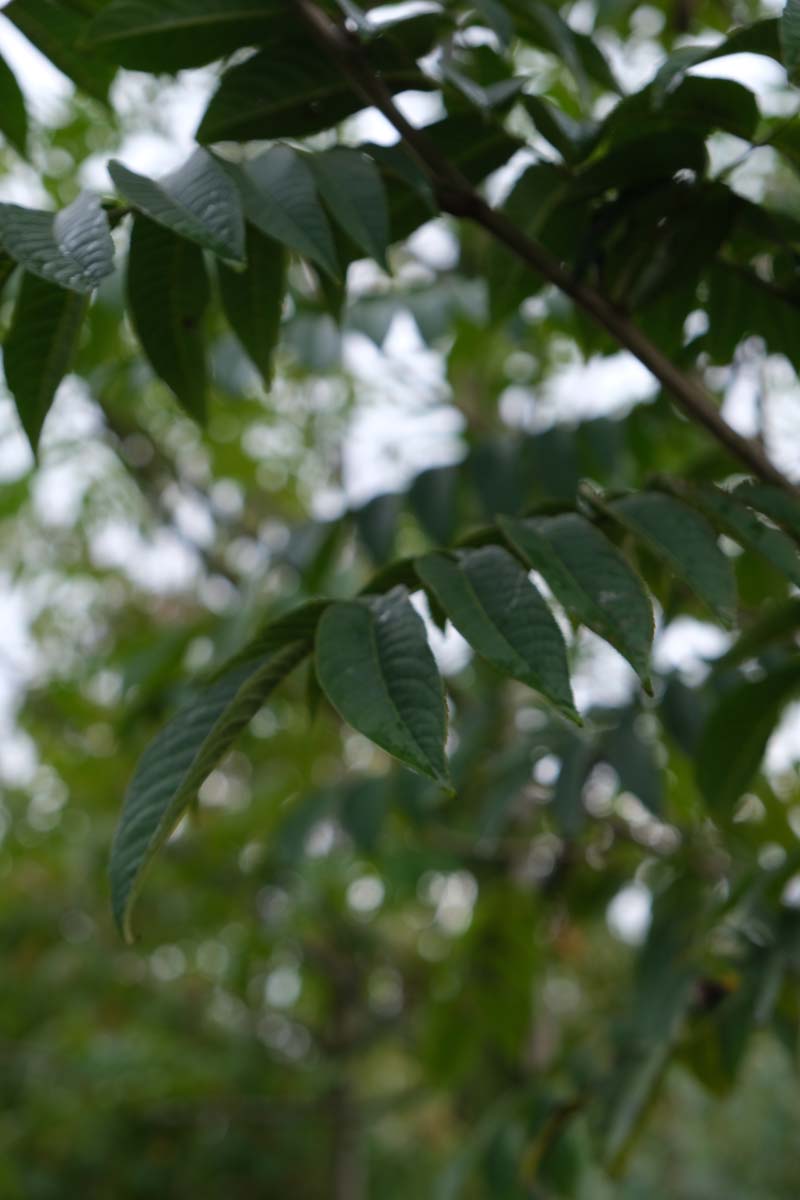 Pterocarya rhoifolia op stam blad