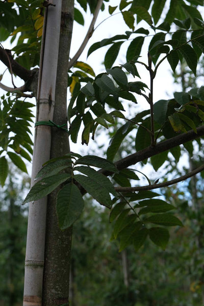 Pterocarya rhoifolia op stam stam