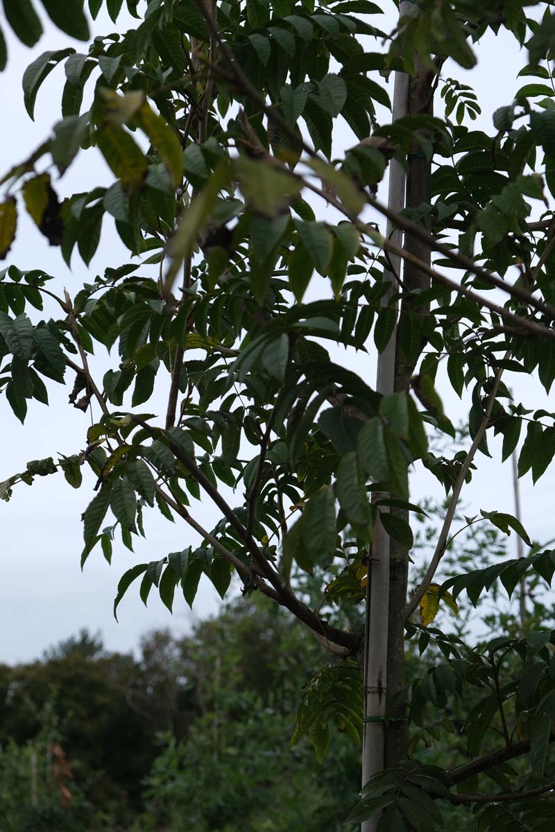 Pterocarya rhoifolia op stam blad