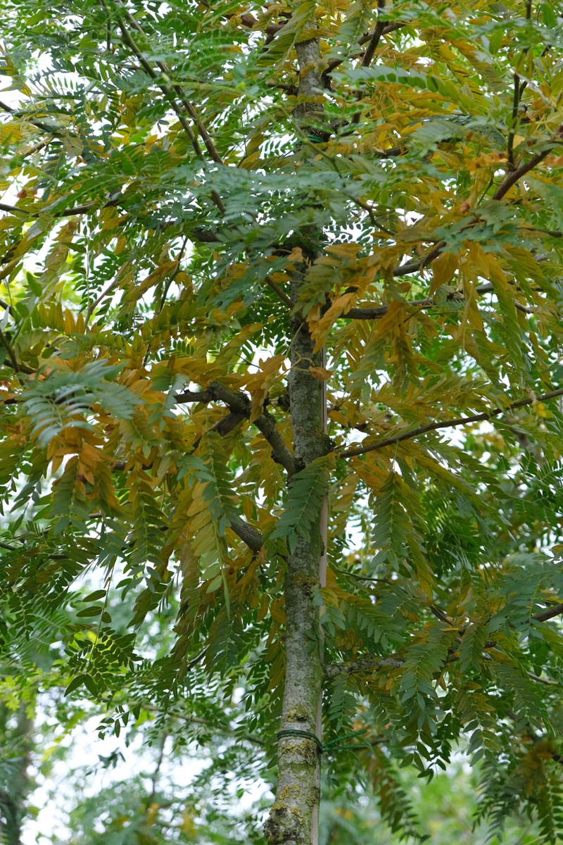 Quercus cerris 'Marvellous' op stam herfstkleur