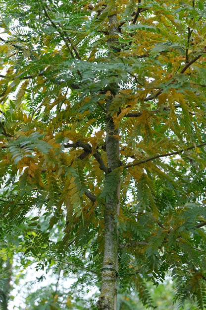 Quercus cerris 'Marvellous' op stam herfstkleur