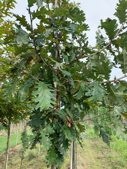 Quercus frainetto op stam blad